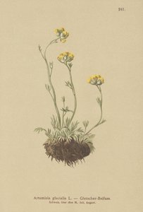 氷河よもぎ（Artemisia glacialis） 作： German School